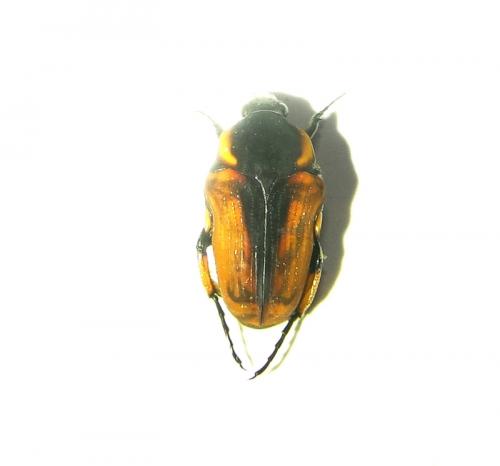 Leucocelis sp.